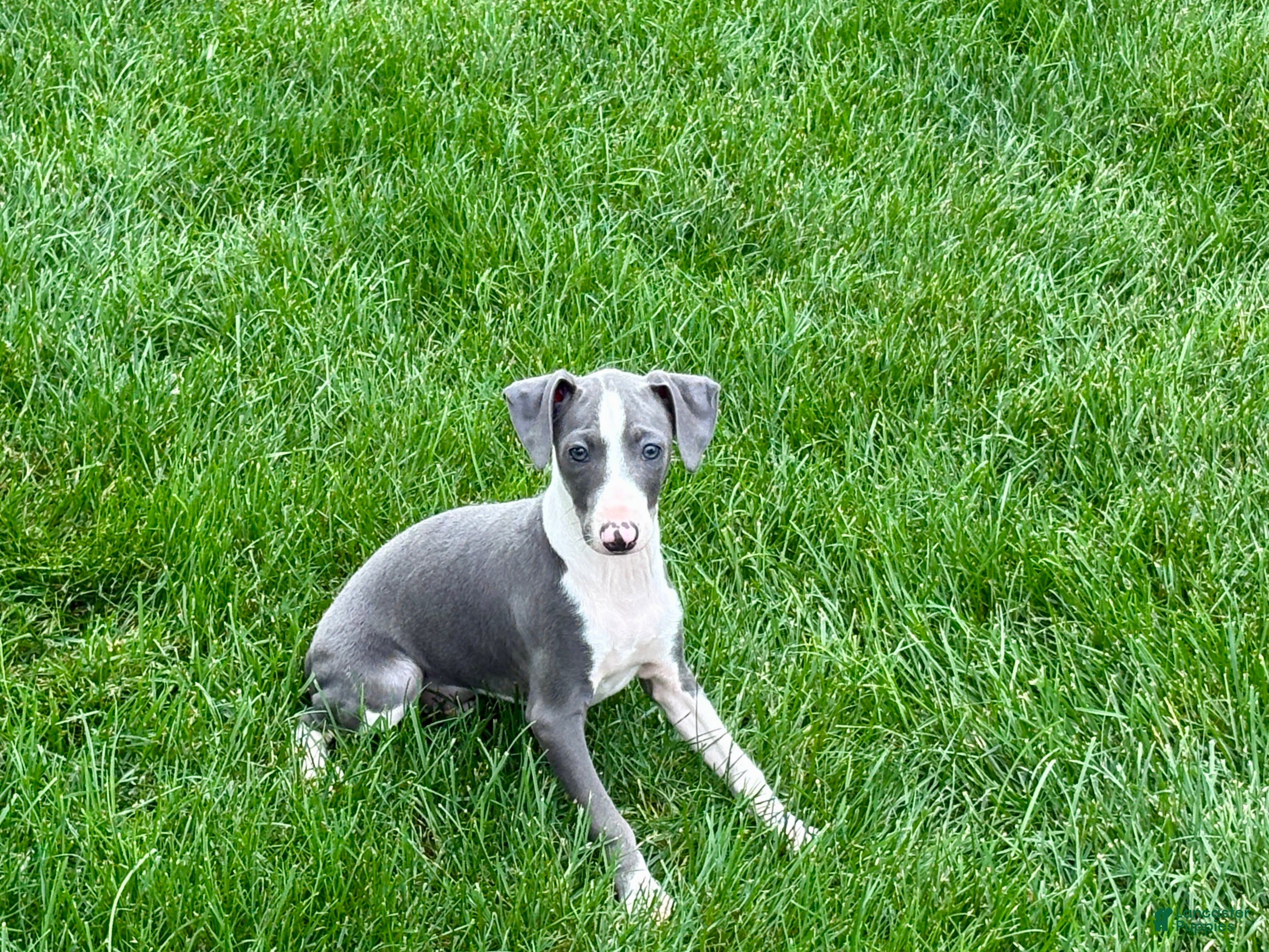 Italian Greyhound dogs for sale: Connor  - Ad 2