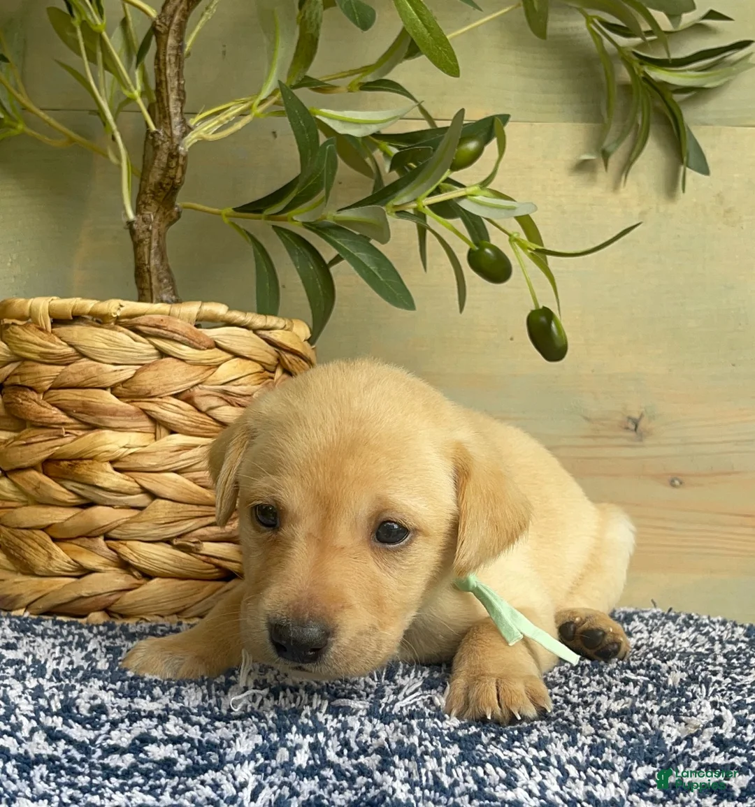 Labrador Retriever dogs for sale: Aqua - Ad 2