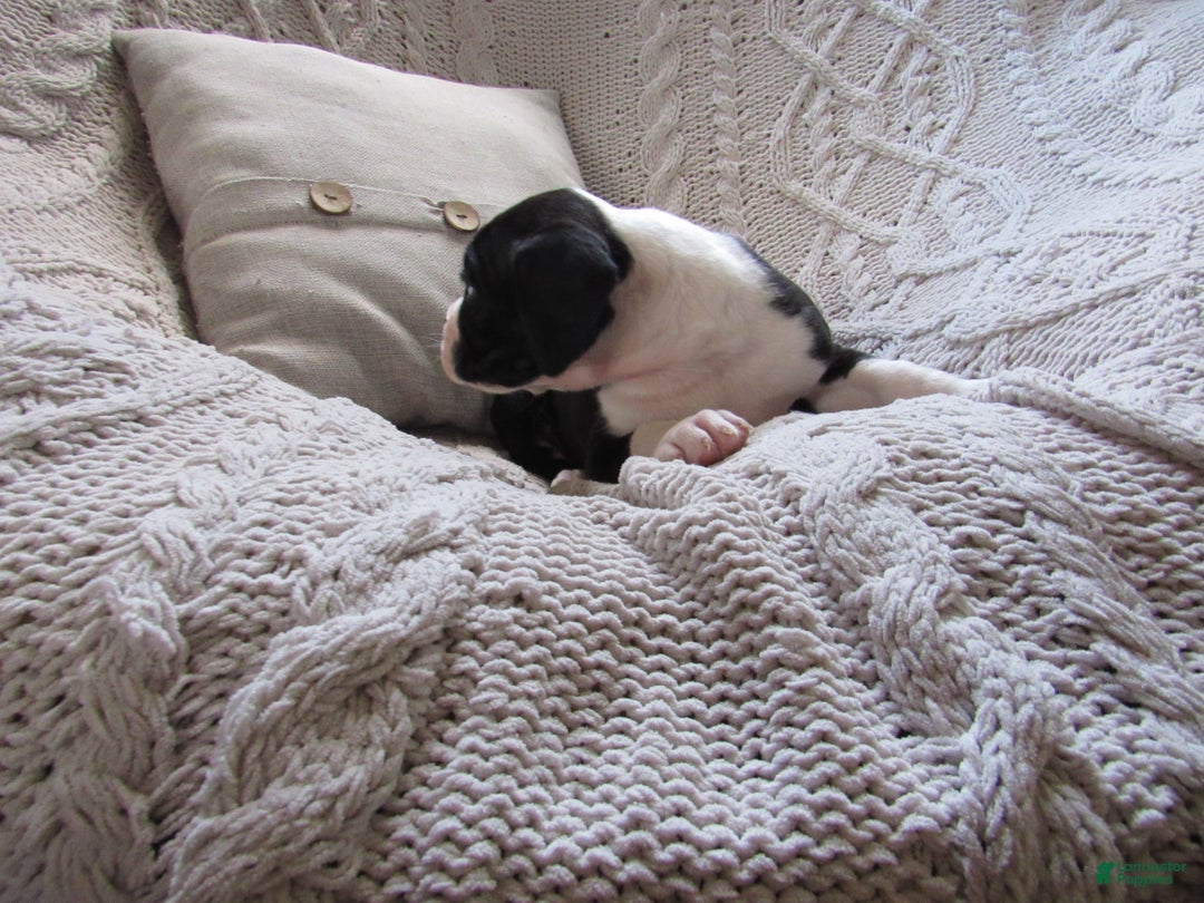 Boxer dogs for sale: Pluto - Ad 3