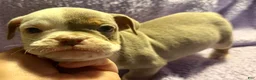 Olde English Bulldogge dogs for sale: Tri Lilac  - Ad 10