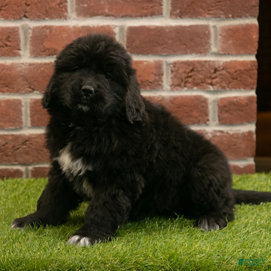 Newfoundland dogs for sale: Candy - Ad 3