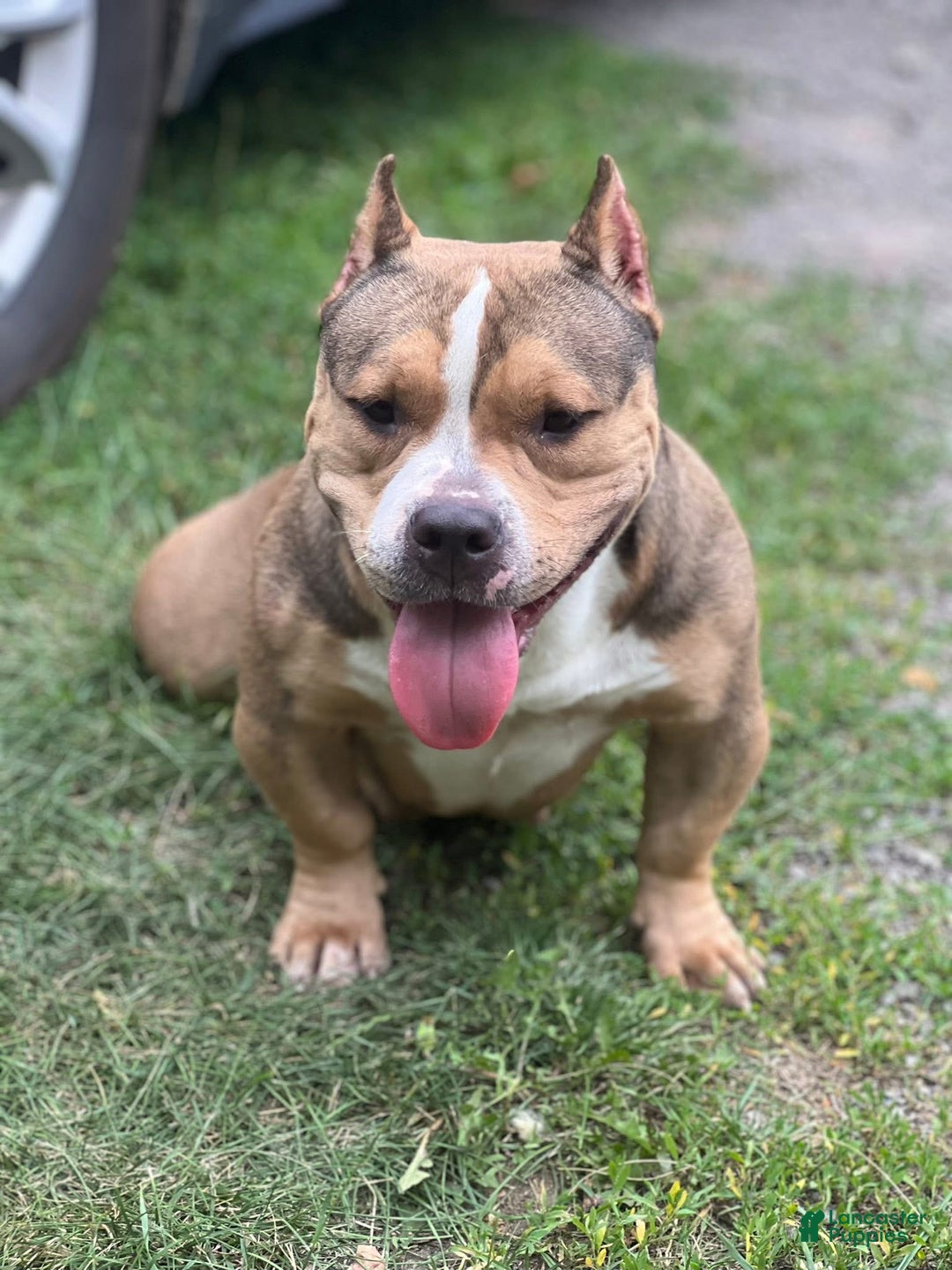 American Bully dogs for sale: Panda - Ad 4