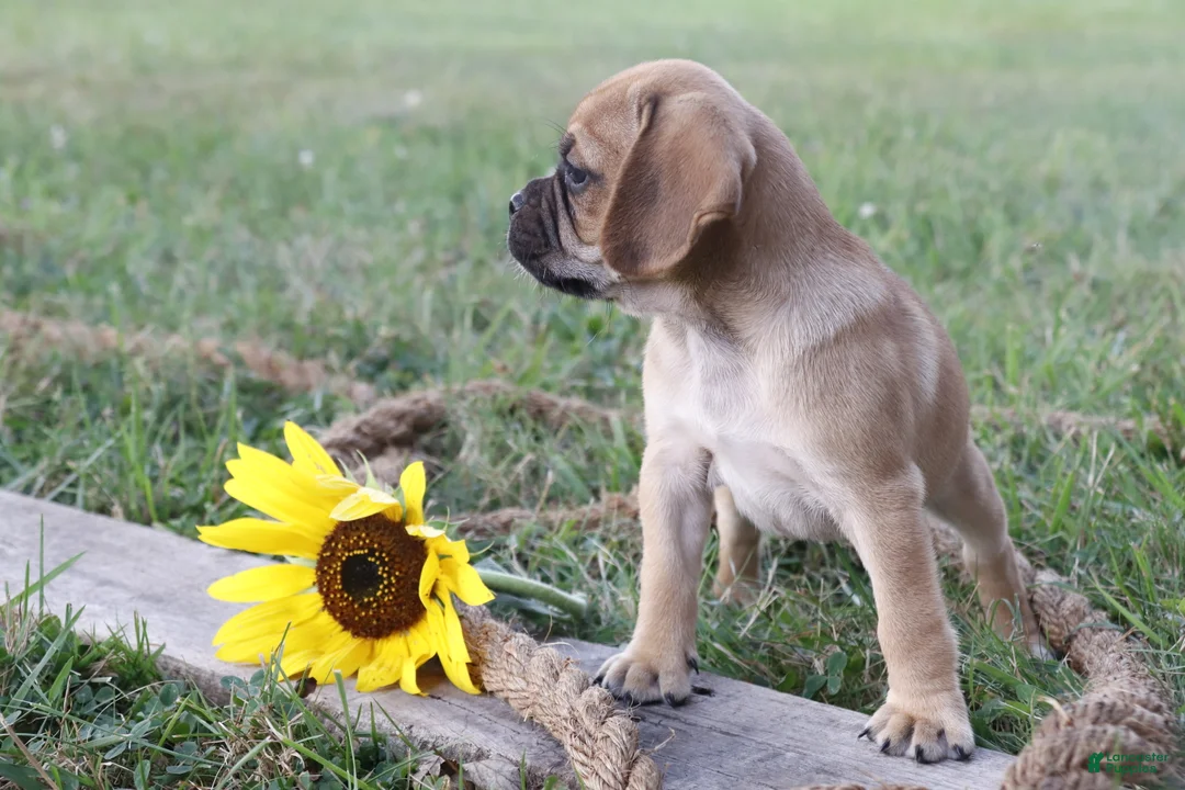 Puggle dogs for sale: Allie - Ad 1