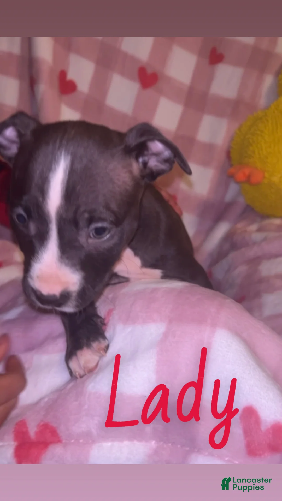 American Pit Bull Terrier dogs for sale: Lady  - Ad 3