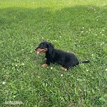 Miniature Dachshund dogs Allie - Ad 2