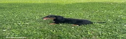 Miniature Dachshund dogs for sale: Allie - Ad 2