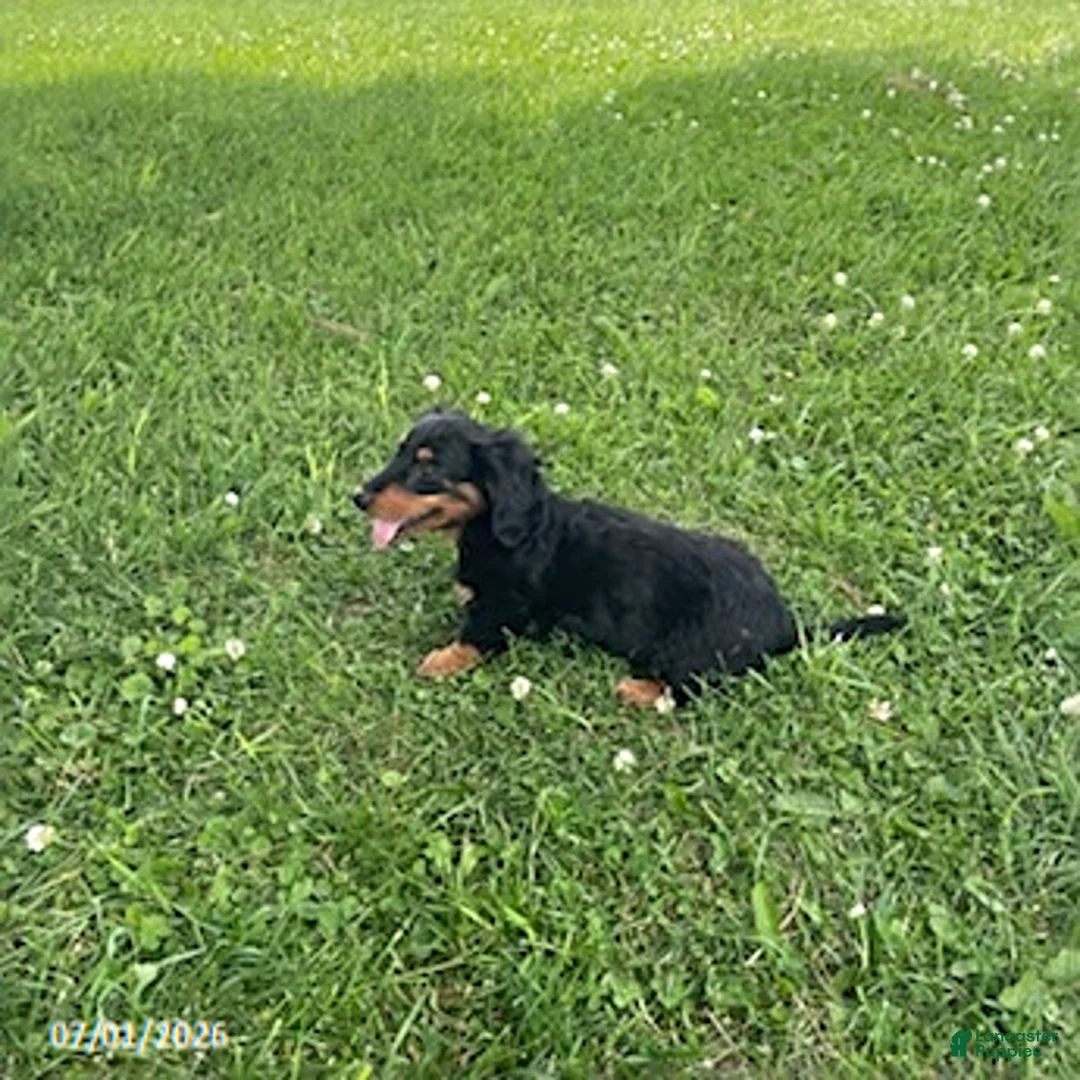 Miniature Dachshund dogs for sale: Allie - Ad 2