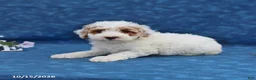 Mini Goldendoodle dogs for sale: Pansy - Ad 3