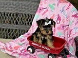 Yorkshire Terrier dogs Jeremy - Ad 2