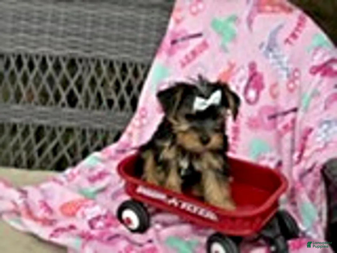 Yorkshire Terrier dogs for sale: Jeremy - Ad 2