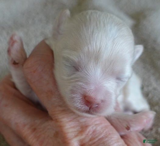 Maltipoo dogs Genevieve - Ad 3