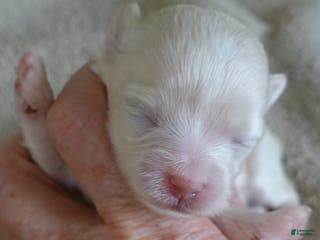 Maltipoo dogs Genevieve - Ad 2