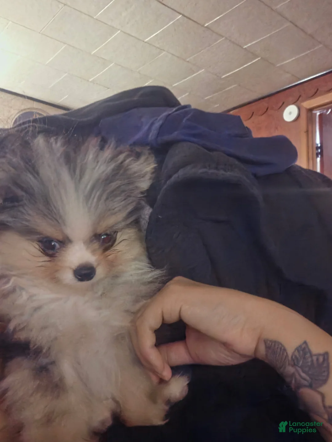 Pomeranian dogs for sale: Pomeranian 1 - Ad 2
