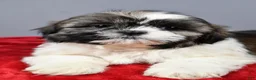 Shih Tzu dogs for sale: Tucker - Ad 5