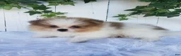 Pomeranian dogs for sale: Max  - Ad 5