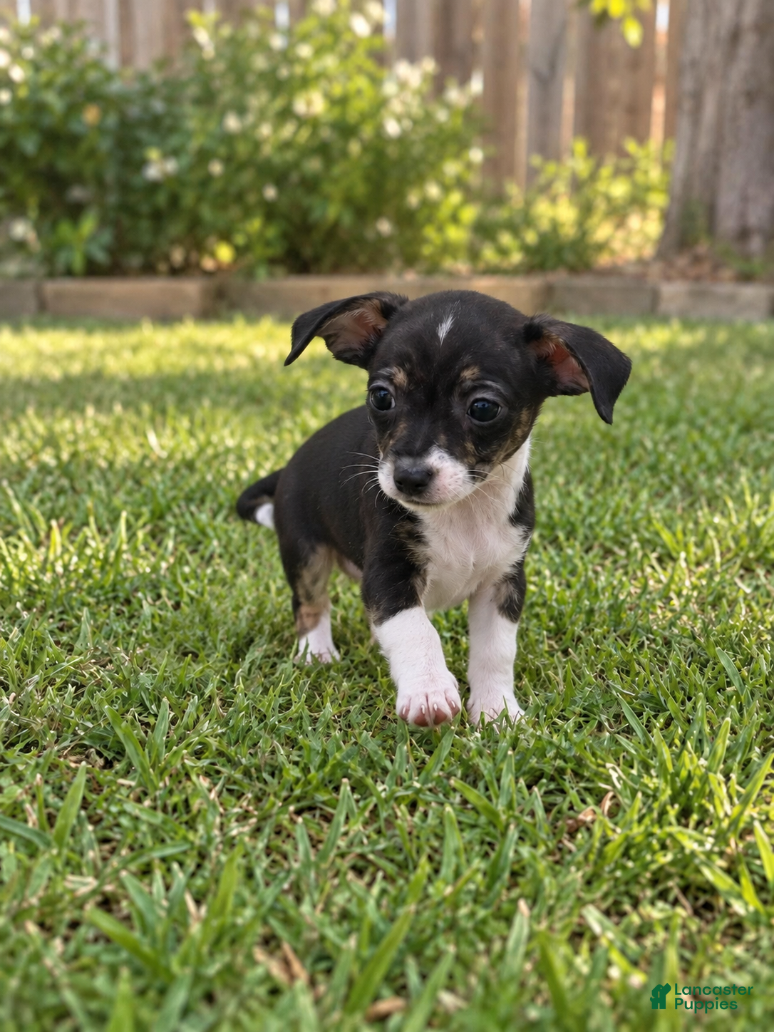 Chihuahua dogs Simba  - Ad 2