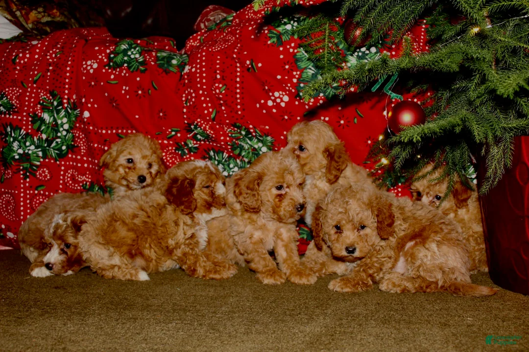 Mini Goldendoodle dogs for sale: Frost - Ad 4