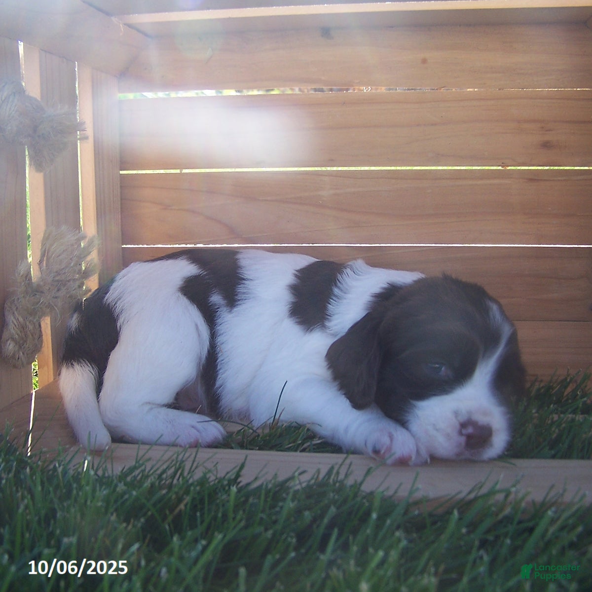 English Springer Spaniel dogs Alden - Ad 2