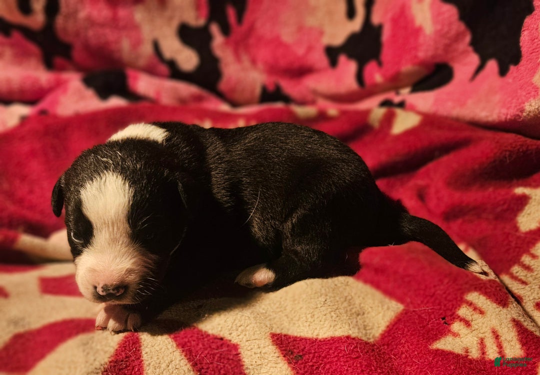 Border Collie dogs for sale: Earl - Ad 6