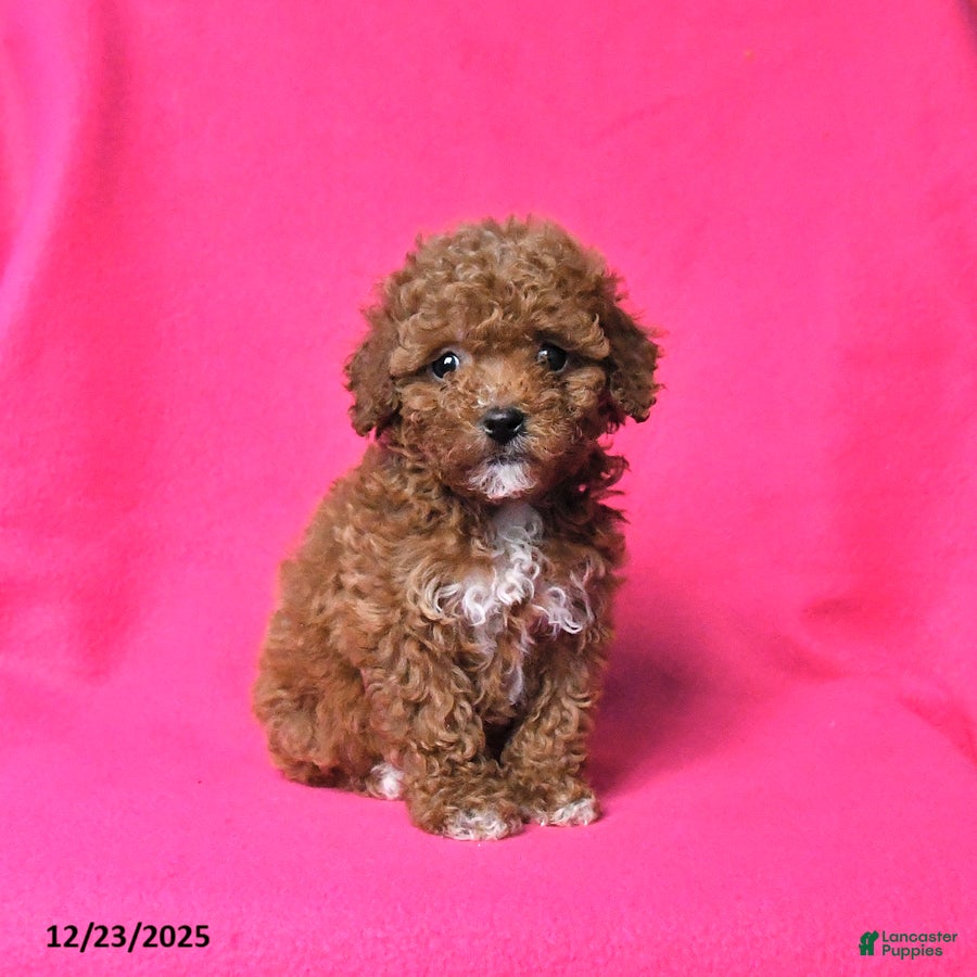 Toy Poodle dogs Rosie - Ad 7