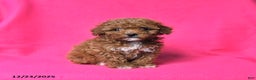 Toy Poodle dogs for sale: Rosie - Ad 1