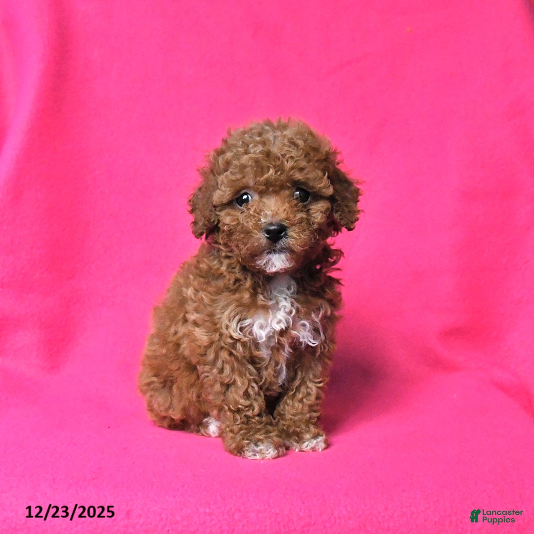 Toy Poodle dogs for sale: Rosie - Ad 1