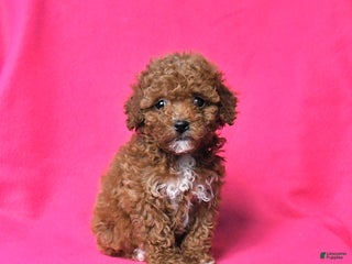 Toy Poodle dogs Rosie - Ad 12
