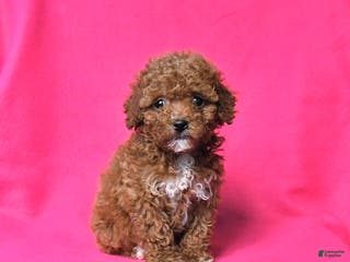 Toy Poodle dogs Rosie - Ad 9