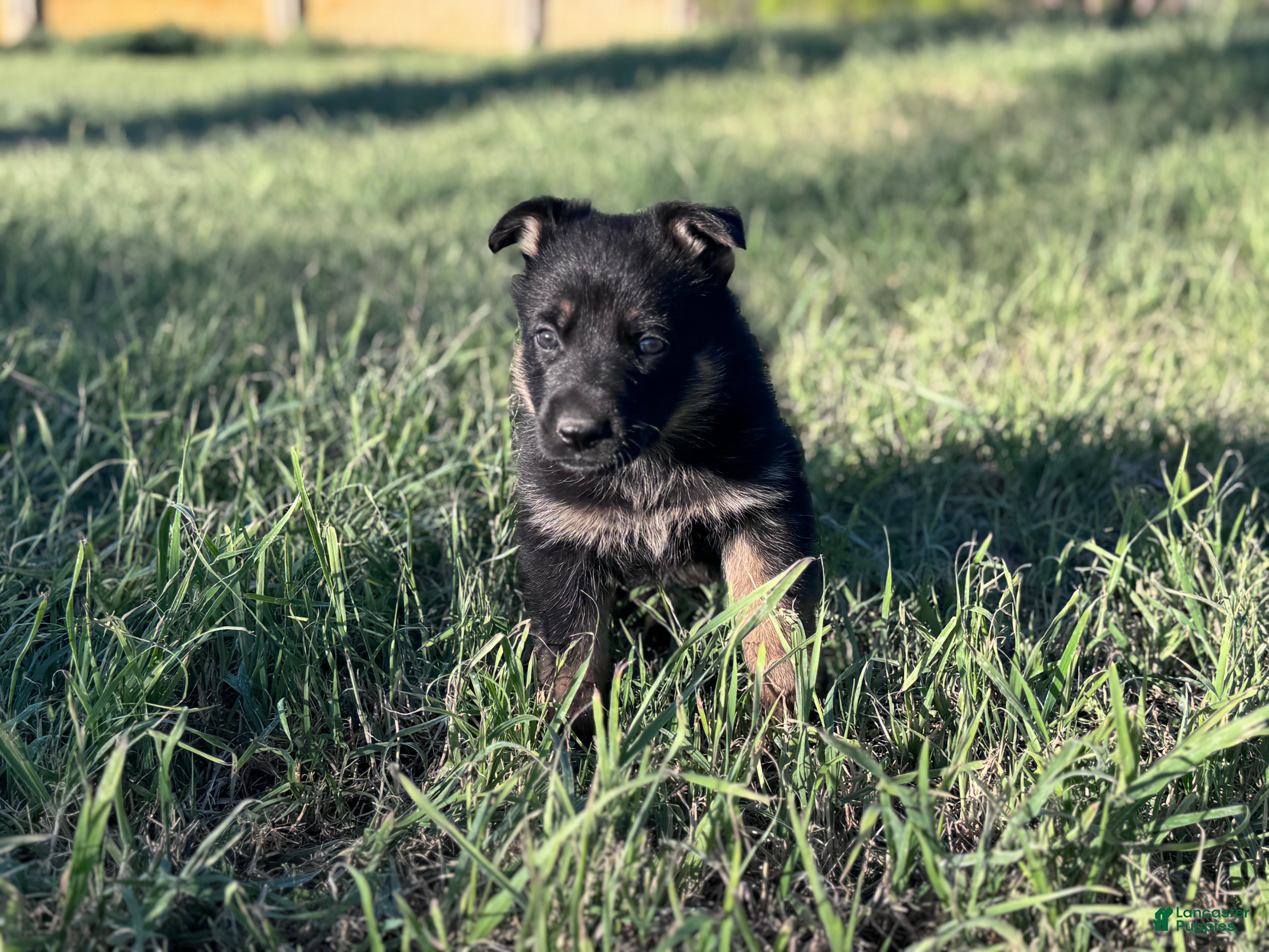 German Shepherd dogs  Puppy 6 - Ad 2