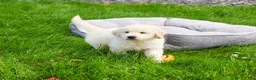 Golden Retriever dogs for sale: Zachary  - Ad 3