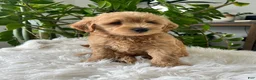 Mini Goldendoodle dogs for sale: Cooper - Ad 3