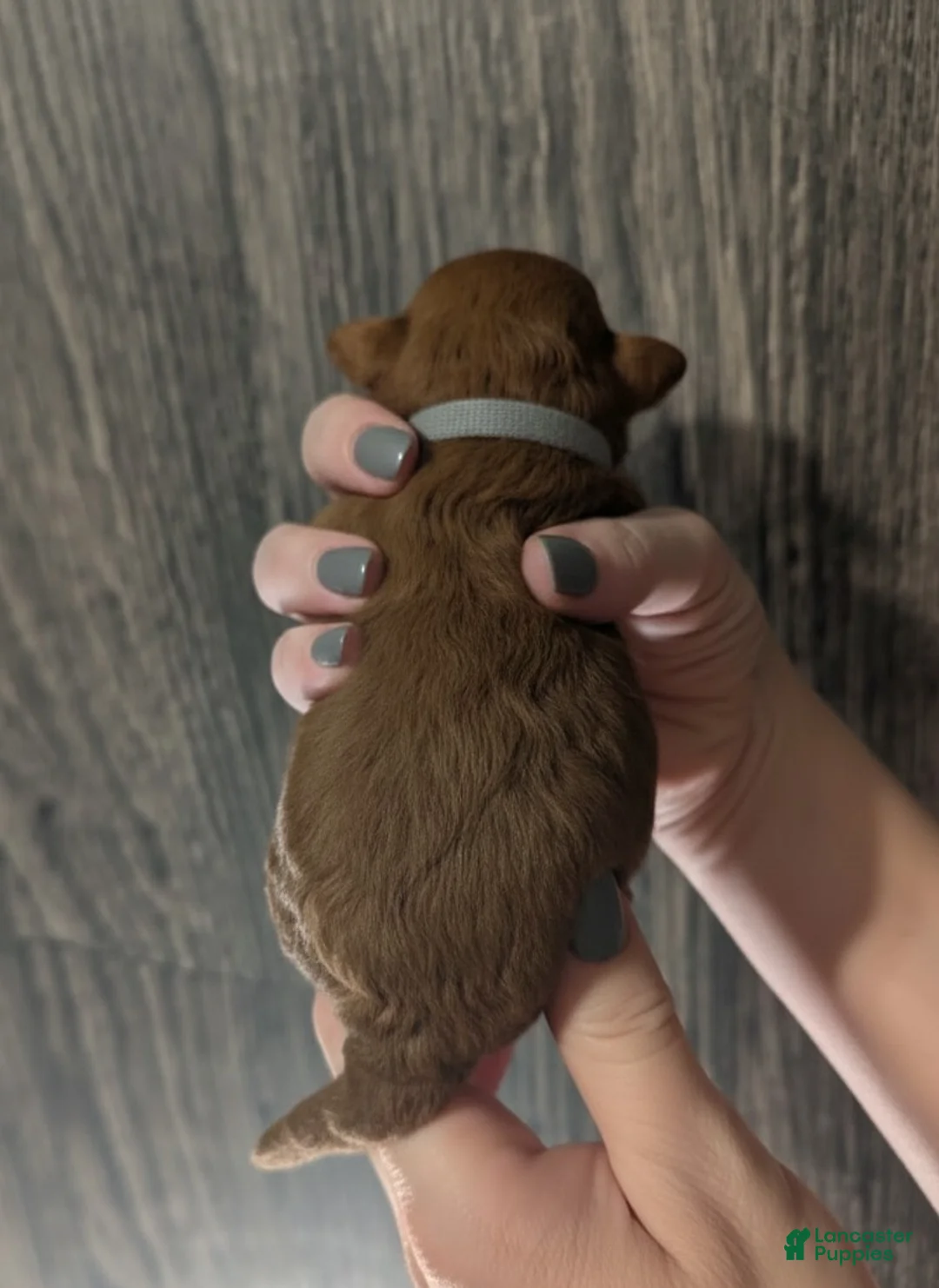 Toy Poodle dogs for sale: Rusty 🩶 - Ad 3