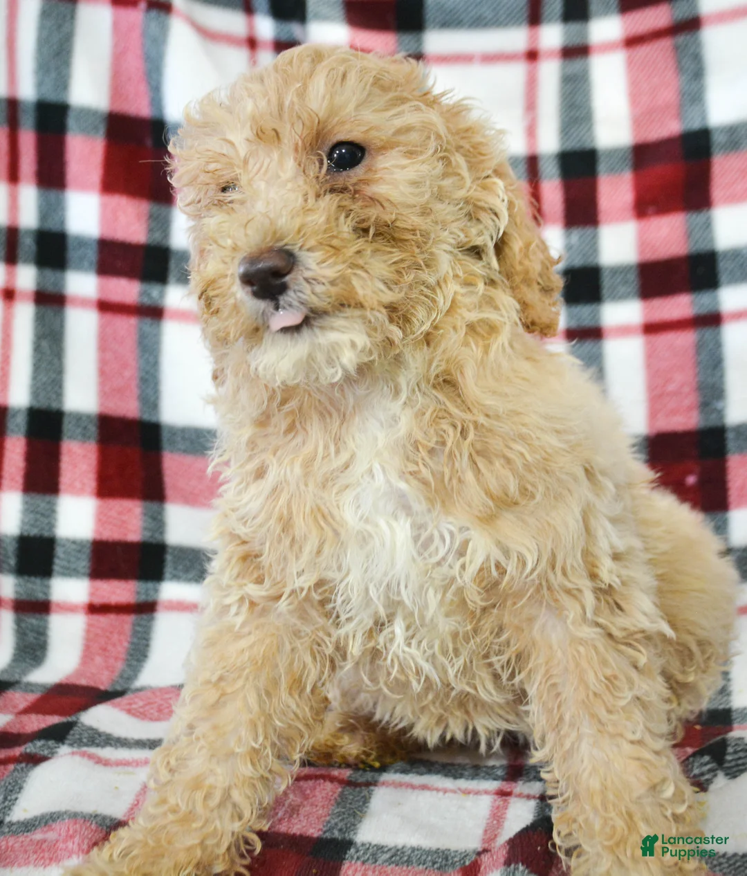 Miniature Poodle dogs for sale: Miniature Poodle Puppy 5 Portia - Ad 2