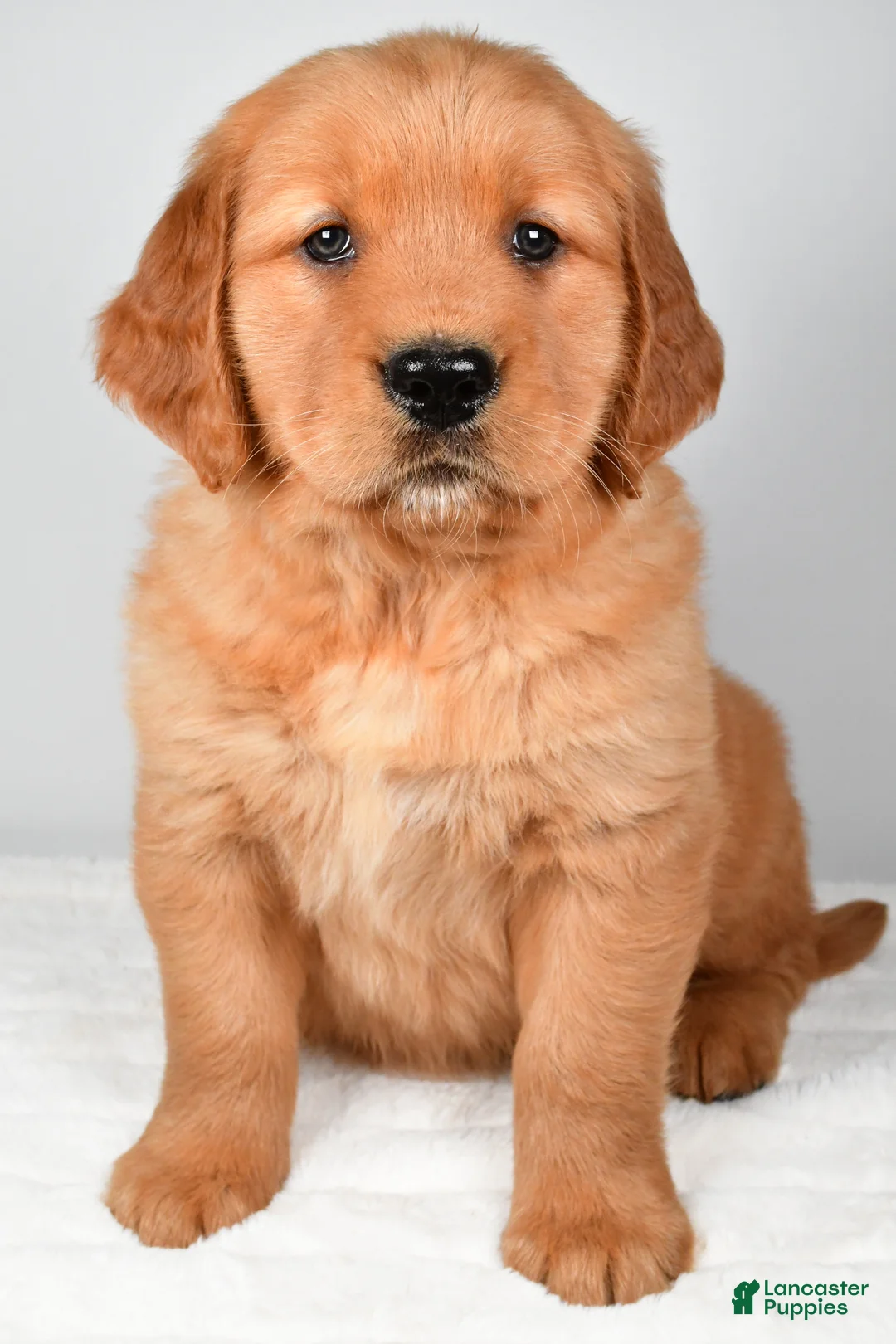 Golden Retriever dogs for sale: Ryder - Ad 2