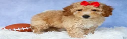 Miniature Poodle dogs for sale: WAYLON - Ad 10