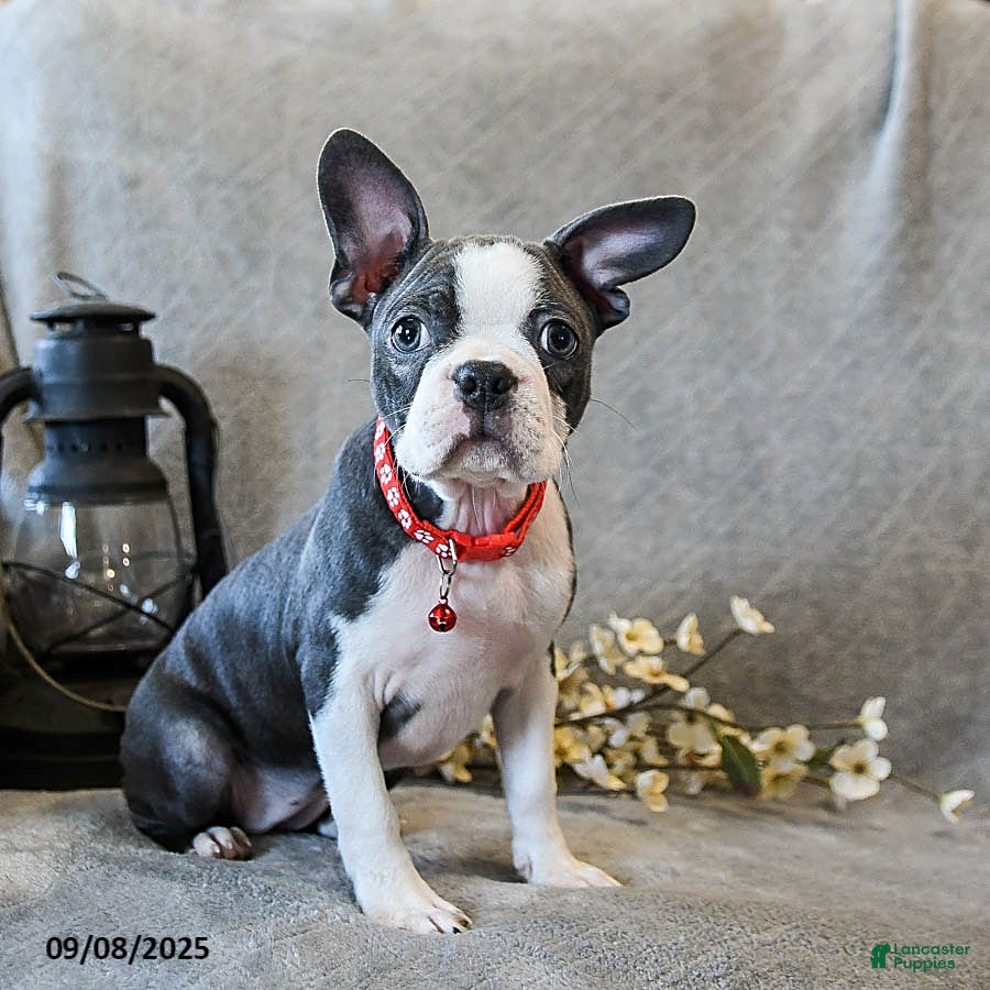 Boston Terrier American Bully Mix Boston Terrier Dogs And Puppies