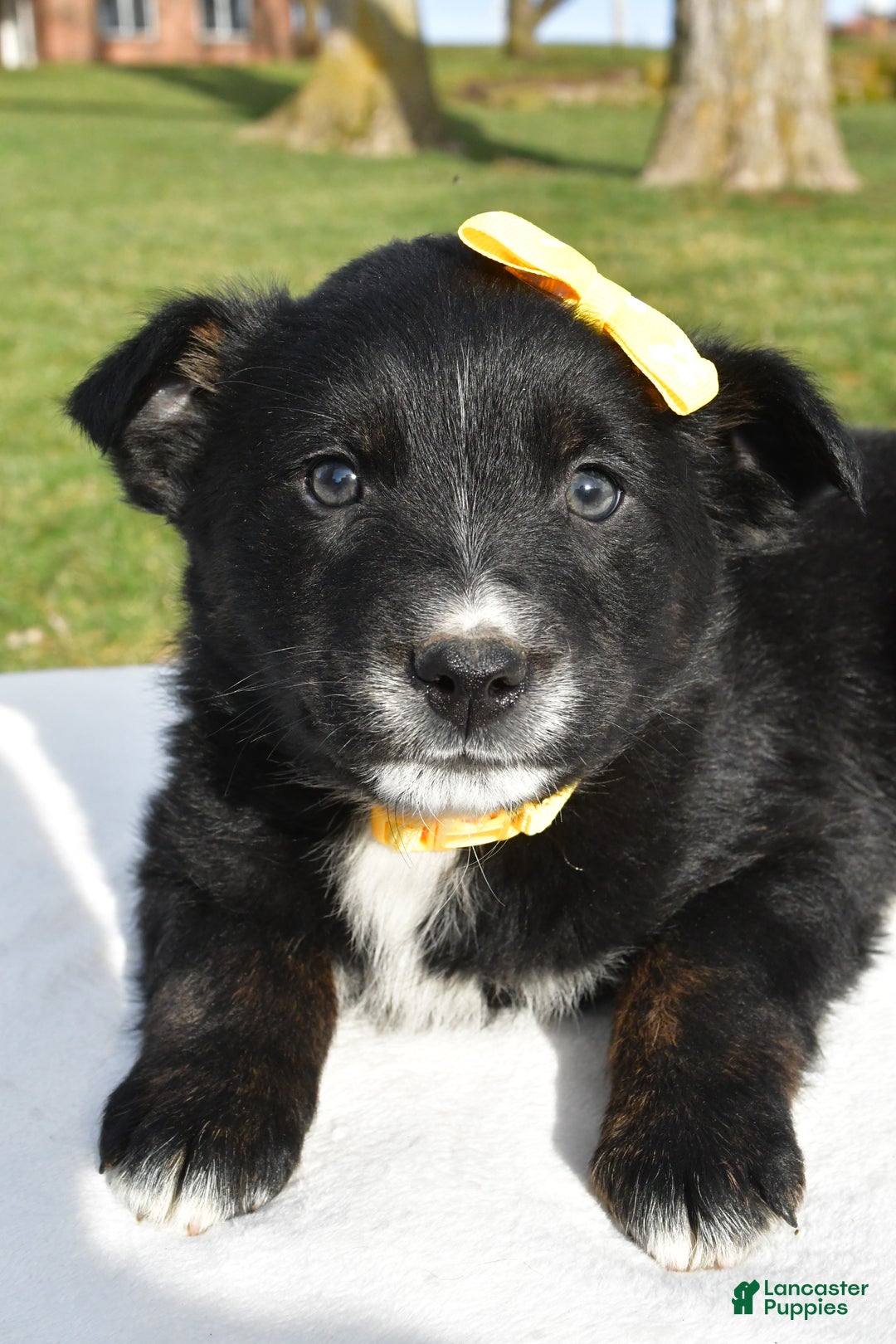 Mixed Breed dogs for sale: Marty - Ad 4