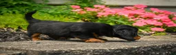 Miniature Dachshund dogs for sale: AKC-Jane - Ad 9