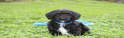 Yorkiepoo dogs for sale: Ranger  - Ad 24