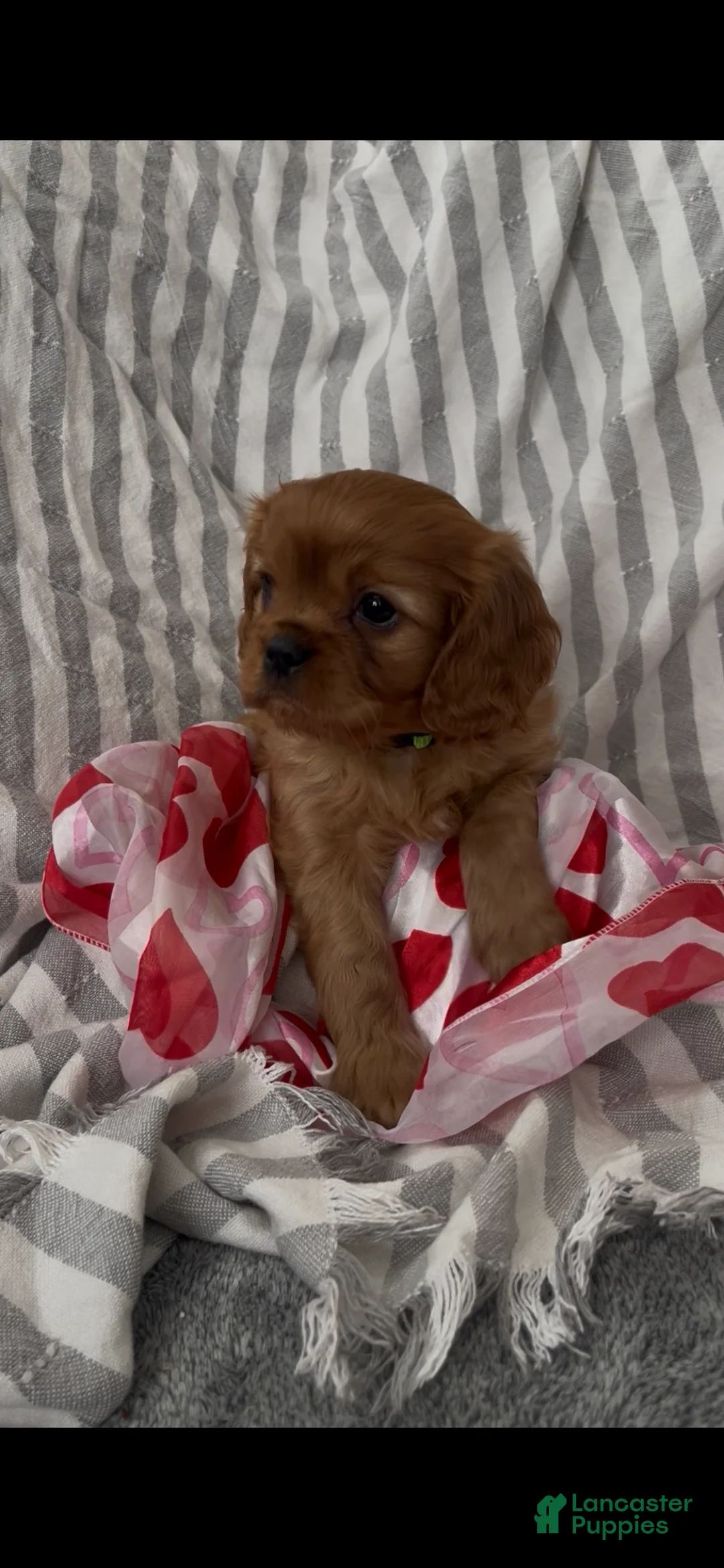 Cavalier King Charles Spaniel dogs for sale: Cavalier King Charles Spaniel Puppy 1 - Ad 3