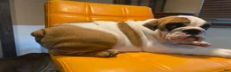 English Bulldog dogs for sale: English Bulldog Puppy 2 - Ad 3