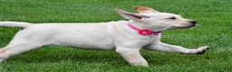 Labrador Retriever dogs for sale: Willow - Ad 5