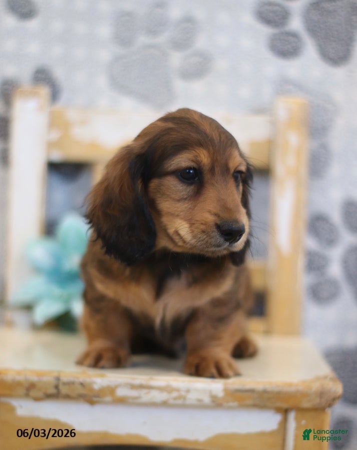 Miniature Dachshund dogs for sale: Zeke - Ad 3