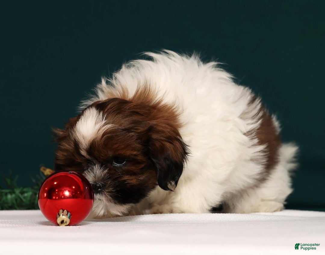 Shih Tzu dogs for sale: Donnie - Ad 5