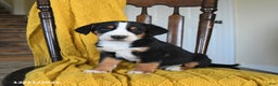 Greater Swiss Mountain Dog dogs for sale: Vinnie - Ad 2