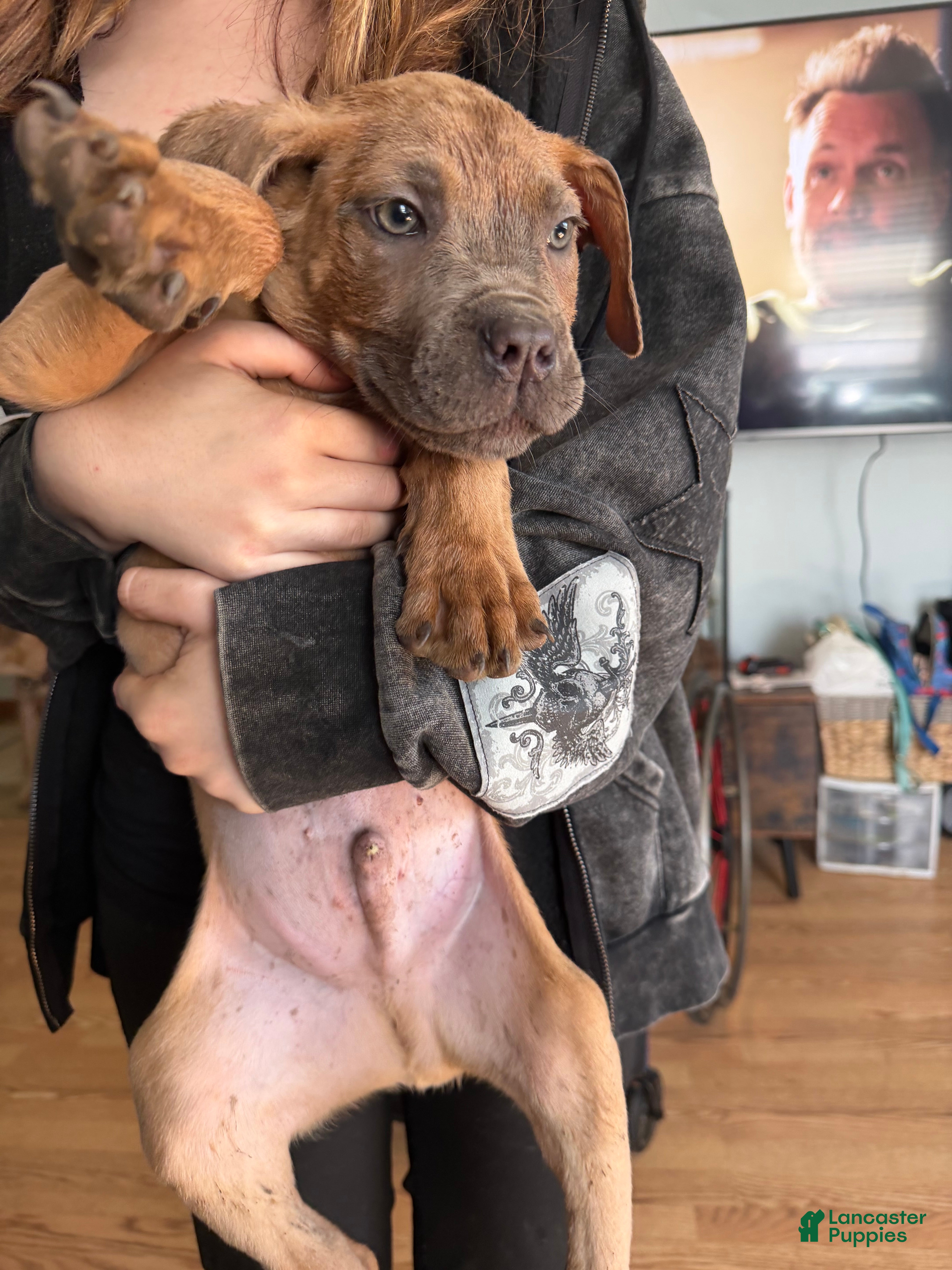 Cane Corso dogs for sale: Cane Corso 1 ant-man - Ad 1