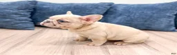 French Bulldog dogs for sale: Mason - Ad 3