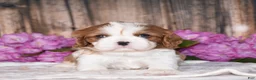 Cavalier King Charles Spaniel dogs for sale: Bronx - Ad 1