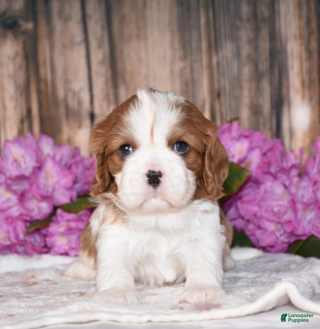 Cavalier King Charles Spaniel dogs for sale: Bronx - Ad 1