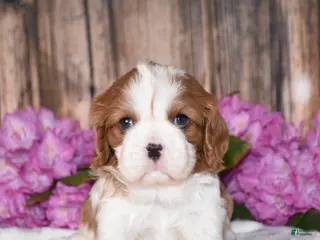 Cavalier King Charles Spaniel dogs for sale: Bronx - Ad 1